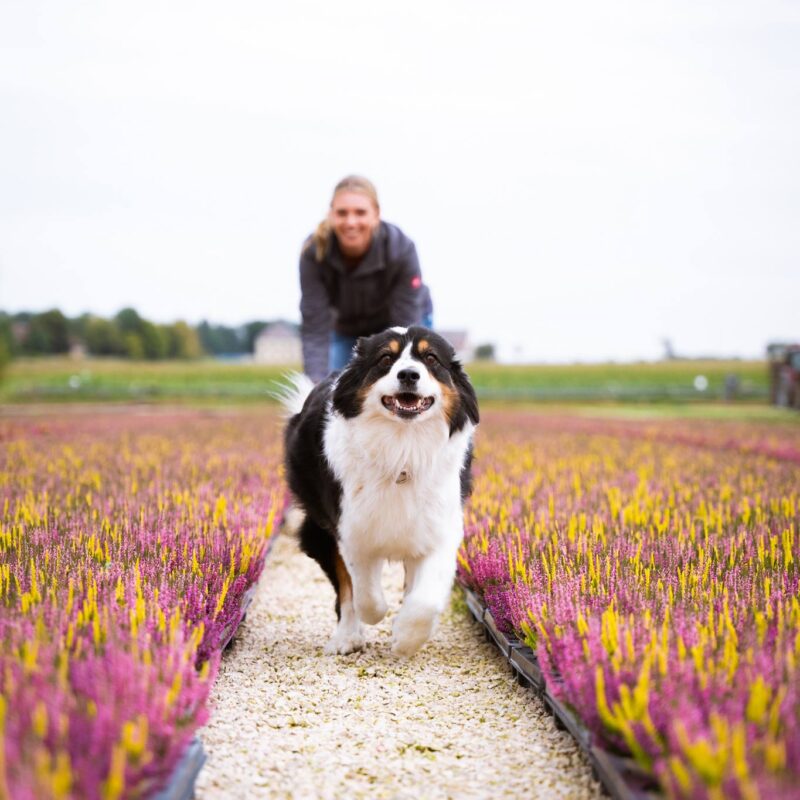 Hund von Familie Nill zwischen Callunen