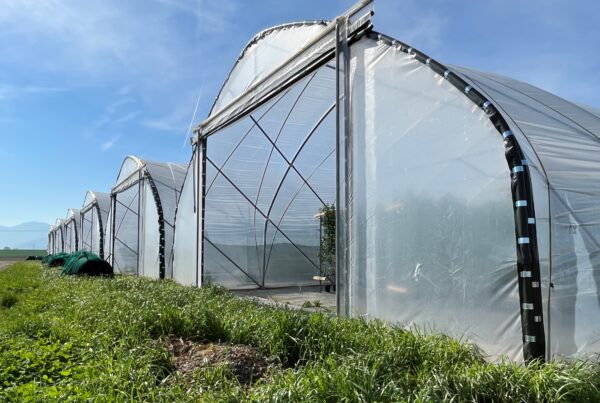 Folientunnel geschützter Anbau