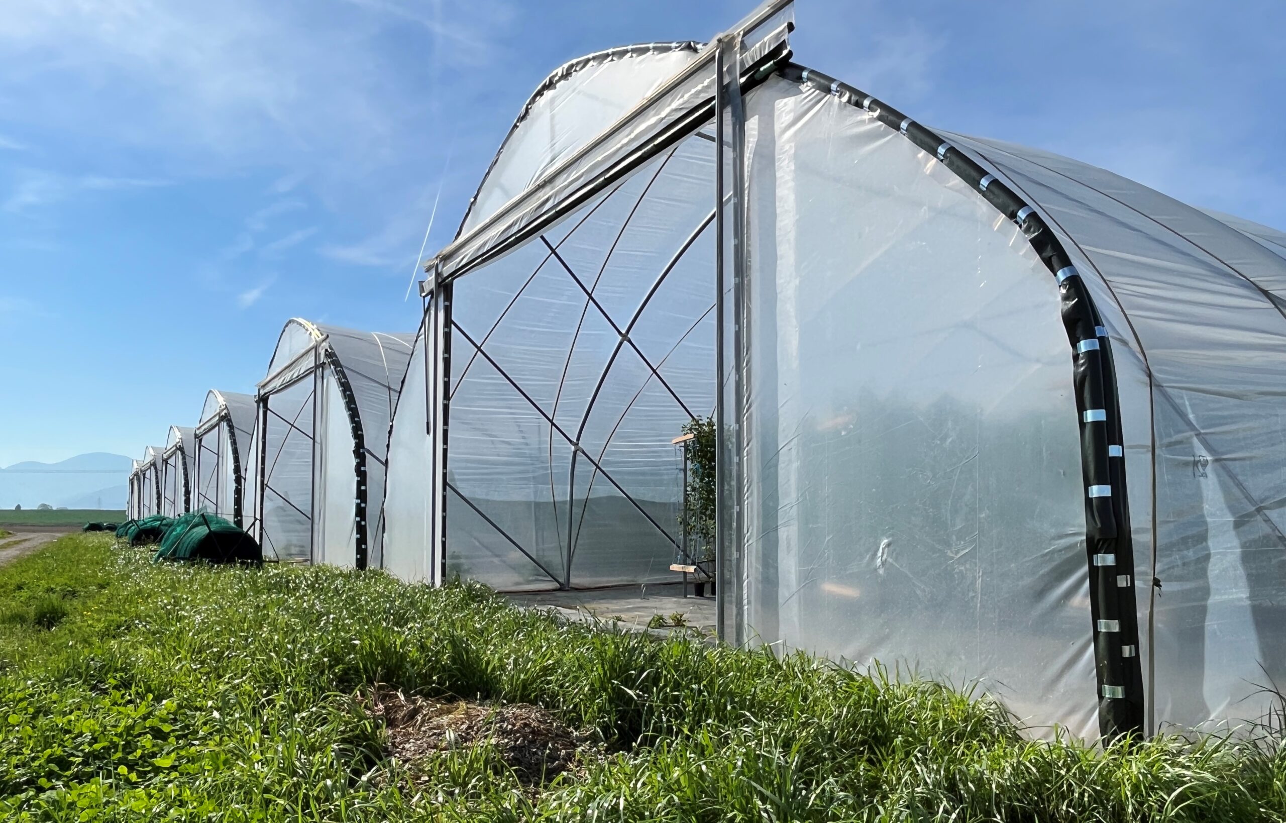 Folientunnel geschützter Anbau