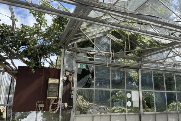 Baum kracht in Dachkonstruktion eines Gewächshauses