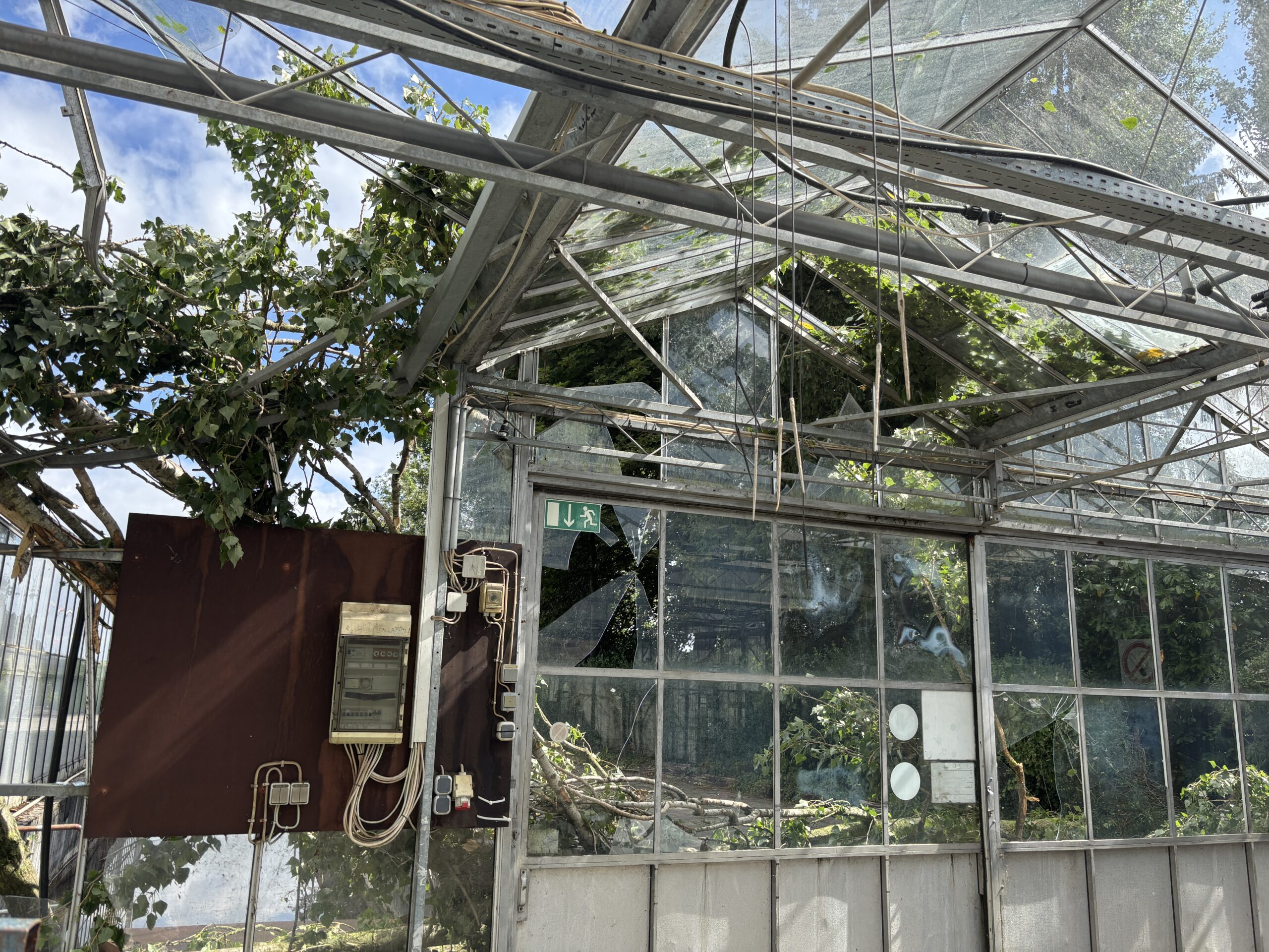 Baum kracht in Dachkonstruktion eines Gewächshauses